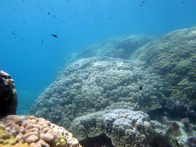 Rangiroa Reef Recovery: Large healthy Porites colonies at Rangiroa atoll. There were the same colonies that had suffered a mortality event in 1998 and are mostly healthy today.