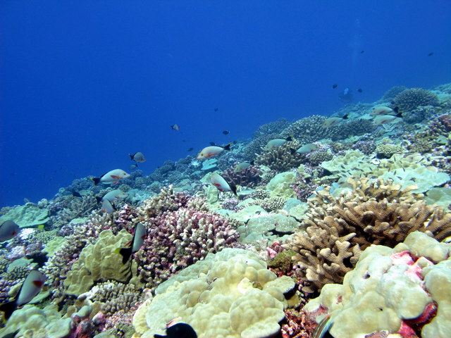 Healthy reef with high coral cover off the coast of Rangiroa, a prime example of reef revival.