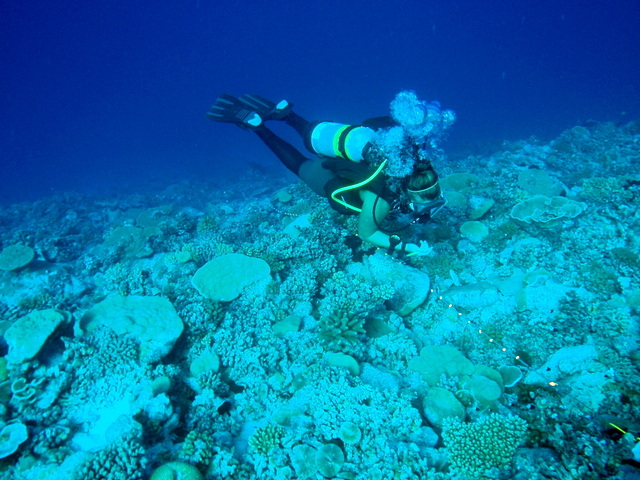 Alex Dempsey examining the reef slope.