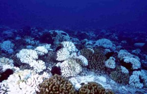 Bleached Pocillopora colonies in 1998