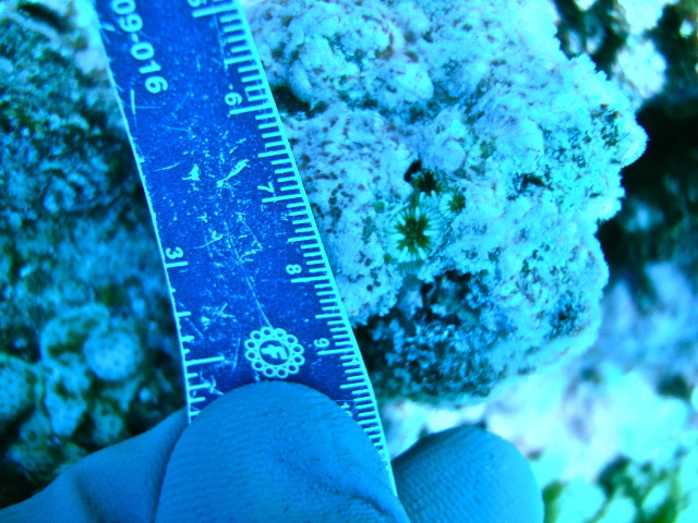 Some new baby corals nestled in crustose coralline algae (CCA) 