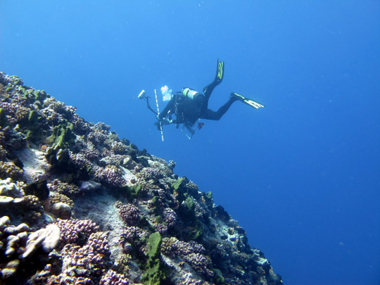 The reef on the outside of the atoll can quickly slope down to well over 40 meters depth