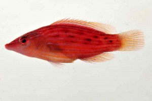 The colorful reddish pink wrasse is similar to the Eightstripe Wrasse, but we have discovered that this color form is actually an undescribed species in French Polynesia