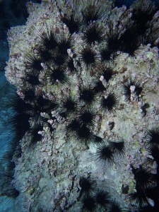 A large cluster of long spined sea urchins (Diadema)