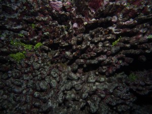 A long dead branching coral which has been overgrown and eroded