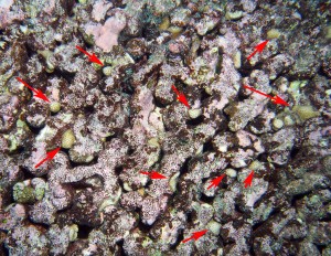 A mostly dead coral with arrows pointing to the tissue remnants remaining