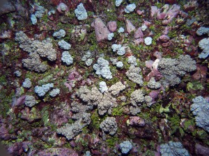 A cluster of soft corals. This is often what we would see on the reefs that were mostly dead