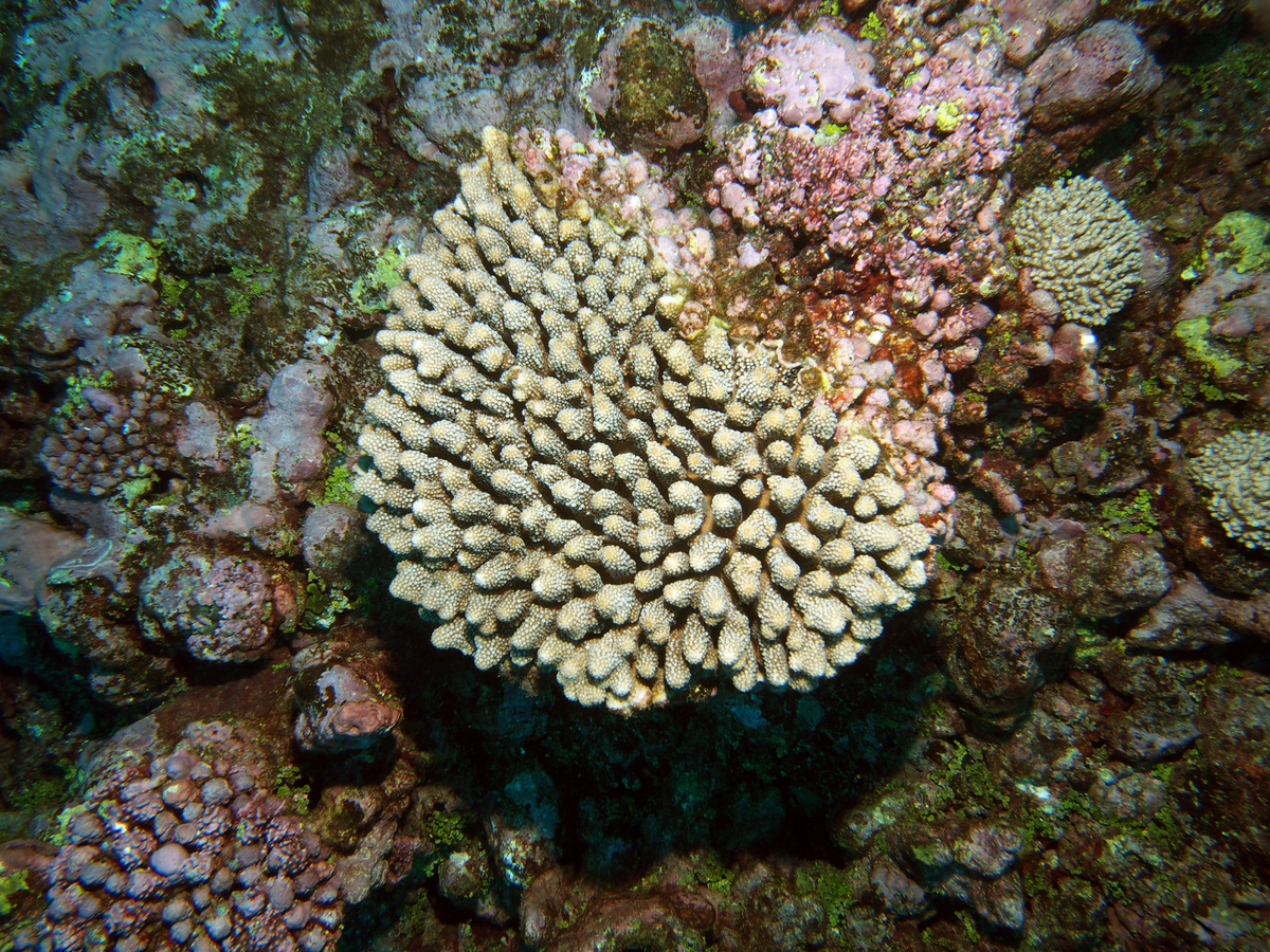 Where's the Coral? COTS Outbreak Crown of Thorns Starfish, Austral Is ...