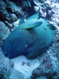 A humphead wrasse lying on its side at a cleaning station