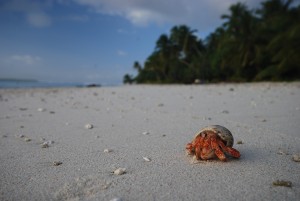 Cook Islands Marine Park Steering Committee is on a fact-finding mission on Palmerston Atoll, where we found this hermit crab.
