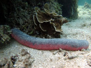 Holothuria edulis - pinkfish sea cucumber found in Mavana MPA.