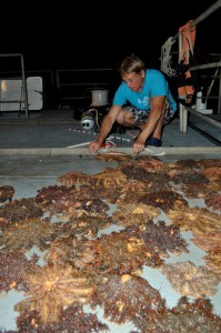 Dr. Andrew Bruckner measuring COTS. 