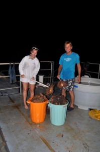 Alex Dempsey and Dr. Andrew Bruckner collected 229 COTS in just two dives.