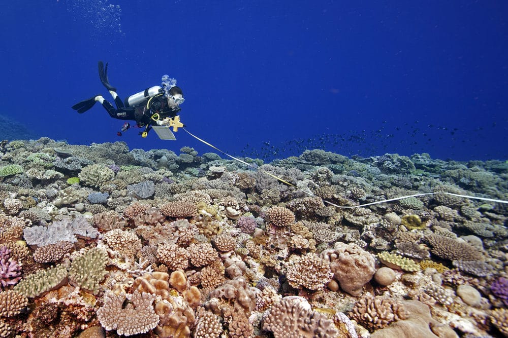 coral reef experiment