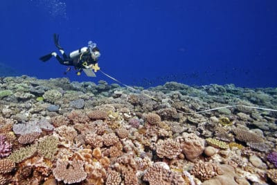 KSLOF diver conducting coral reef survey