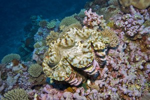 Fiji Department of Fisheries is reintroducing endangered giant clams and protecting them from overfishing under Fiji Fisheries Act. 