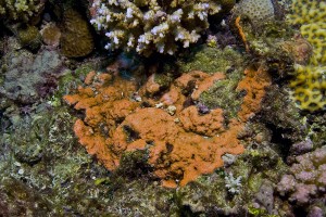 Montipora