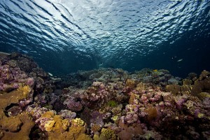 Coral reefs in Fiji