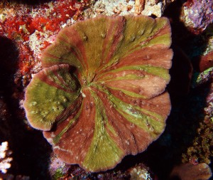 Leptoseris with unusual pigmentation.