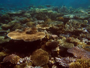 Fiji's coral reefs: Moala coral gardens