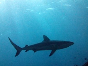 Gray reef shark, Carcharhinus amblyrhynchos