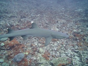 Whitetip reef shark, Triaenodon obesus