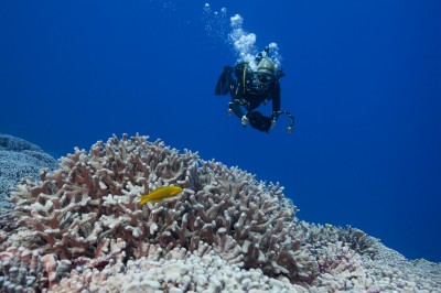 Coral Surveys, Benthic Surveys, and Fish Surveys