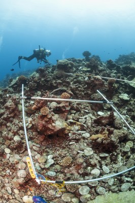 Monitoring resilience factors like crown of thorns star fish, coral bleaching, and ocean pollution