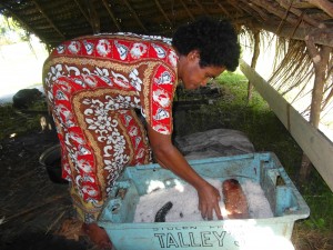 Sea cucumbers drying in salt.