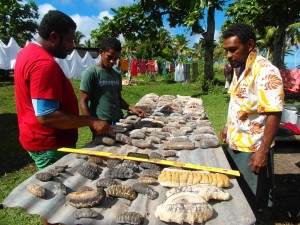 Fisheries Officer, William Saladrau, measuring sea cucumbers during survey.