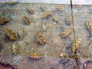 Restocking Giant Clams: Giant clam hatchery in Makogai, Fiji.