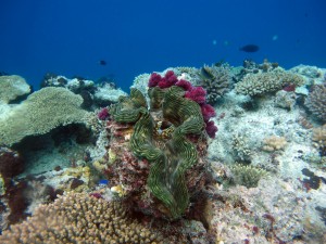 SJupiter_giantclam_Gau