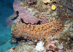 Pineapple sea cucumber, Thelenota ananas.