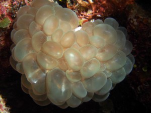 Bubble coral - Plerogyra