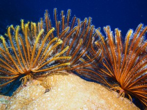 Crinoids