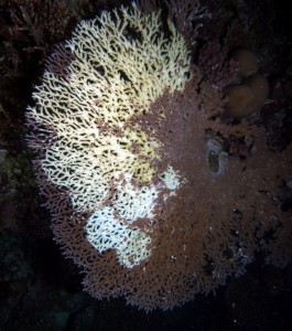 A large (1 m) table coral showing multiple lesions caused by several starfish (each circle is from one animal). Damage from COTS over several days. 