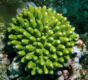 Colorful Corals: Green Acropora humilis