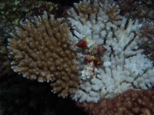 A group of snails on a table acroporid. 