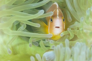 Pink anemonemefish (Amphiprion perderion) in anemone.