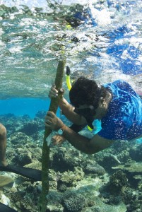 Roko Sau, Josefa Cinavilakeba, places a tree trunk in the reef on Totoya to mark the boundary of a locally managed MPA. (c) Keith Ellenbogen 