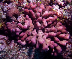 Magenta Stylophora pistillata