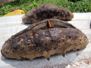 The most highly prized sea cucumber, the white teatfish, in the drying phase.