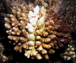 Progressive tissue loss on a digitate Acropora colony.  The right was eaten weeks to months earlier, the middle within the last week or so and the white area was eaten within the last couple of days, while the left is still alive.