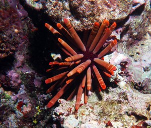 Pencil urchin