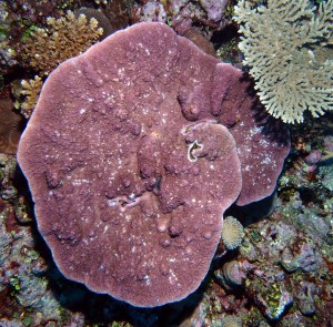 Purple Montipora