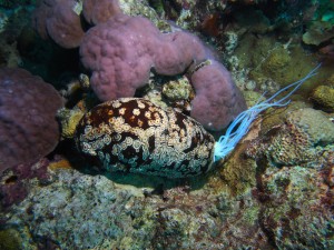 This sea cucumber is eviscerating its internal organs (sticky cuverian tubules) as a defense mechanism. It will quickly regenerate them.