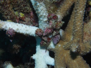 Closeup of Drupella snails on staghorn coral. The white branches were recently eaten by the sea snails.