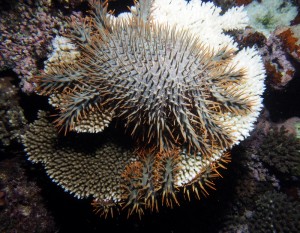 Killer starfish: Two COTS feeding on the top and bottom of a table acroporid. 