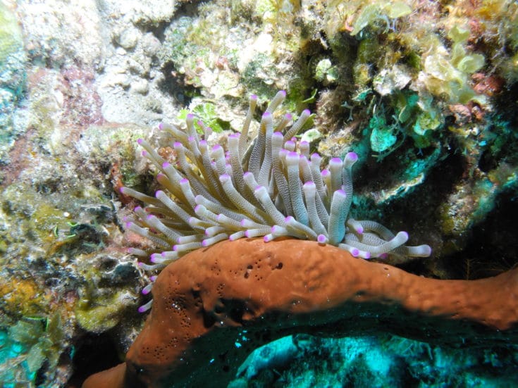 Jamaica Pedro Bank Coral Reef Research for Overfishing Fishery ...