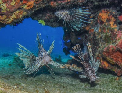 Divers Also Observe Altered Fish Behavior in Jamaican Nurse Sharks